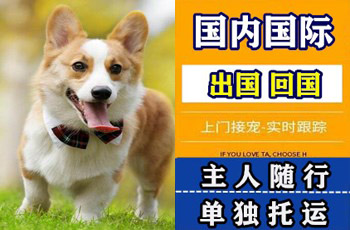 吕梁市宠物托运公司吕梁市宠物托运公司吕梁市宠物托运公司