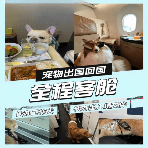 吕梁市宠物托运到白俄罗斯宠物入境规定和要求